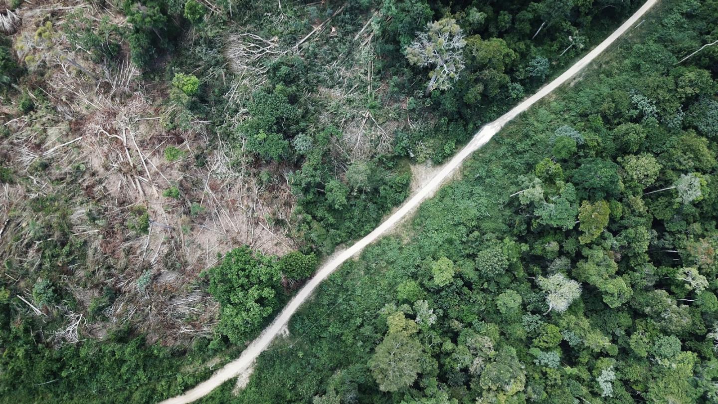 Выделение кислорода лесами Амазонии